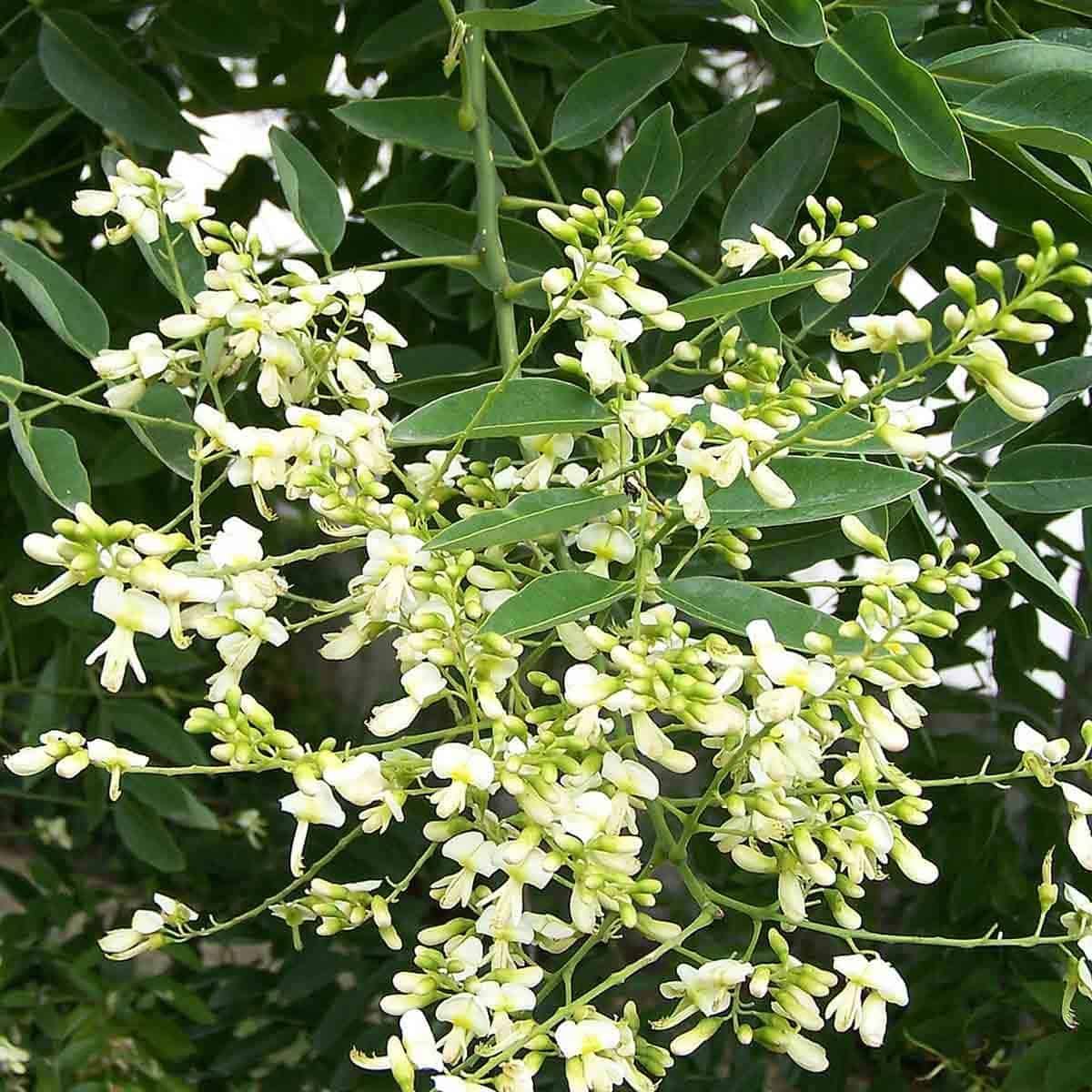 Arbre des pagodes